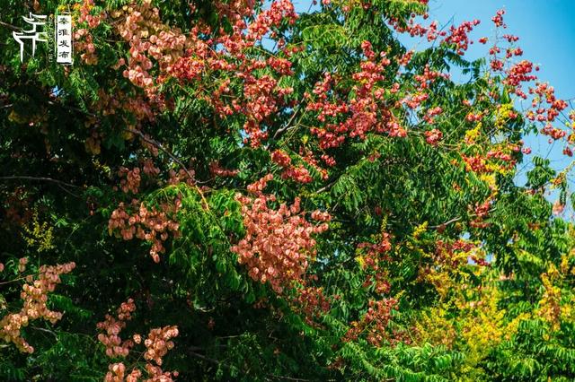 花样秦淮｜栾花绽放金秋至
