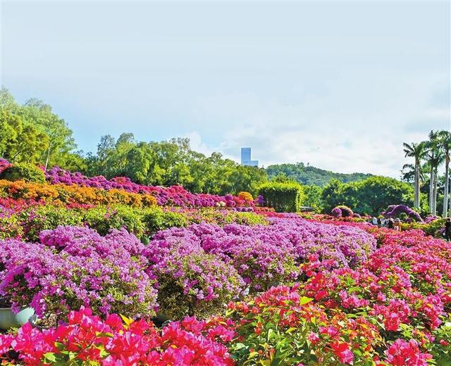 顶流花展！深圳“掉进”簕杜鹃花海