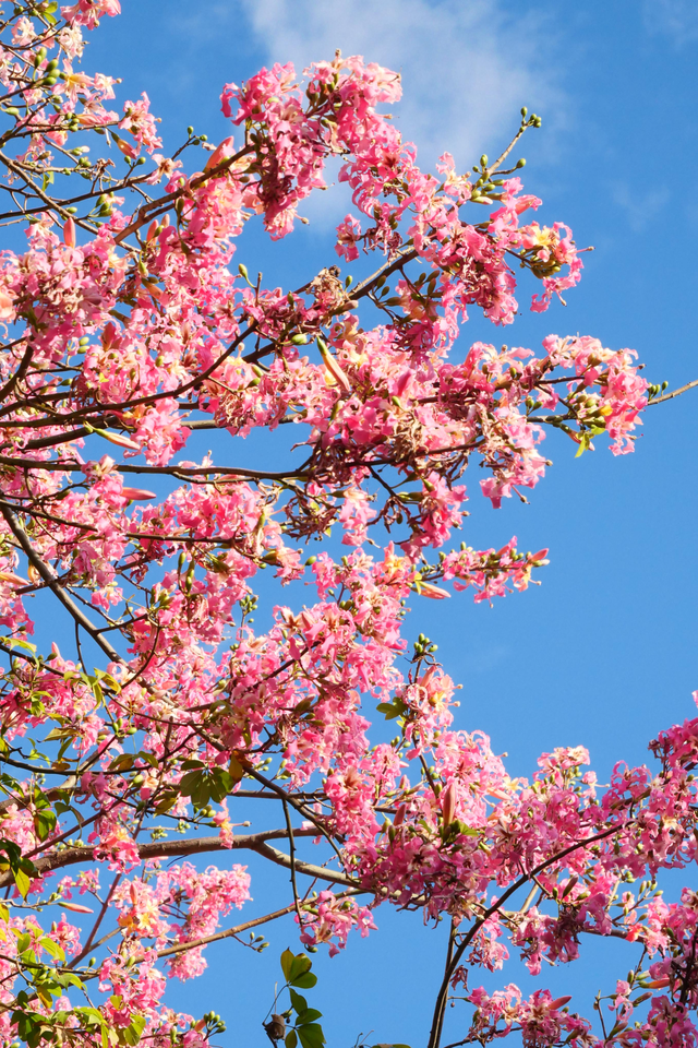 图集 | 来顺峰山公园邂逅一场粉色浪漫！