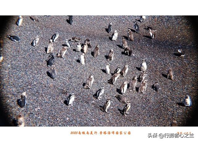 南极南美三国行游影记（79）—阿根廷旁塔汤布国家公园（六）