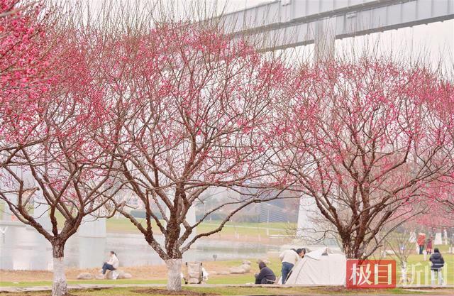 头顶空轨飞驰，身旁红梅似火，武汉这座公园上演硬核浪漫