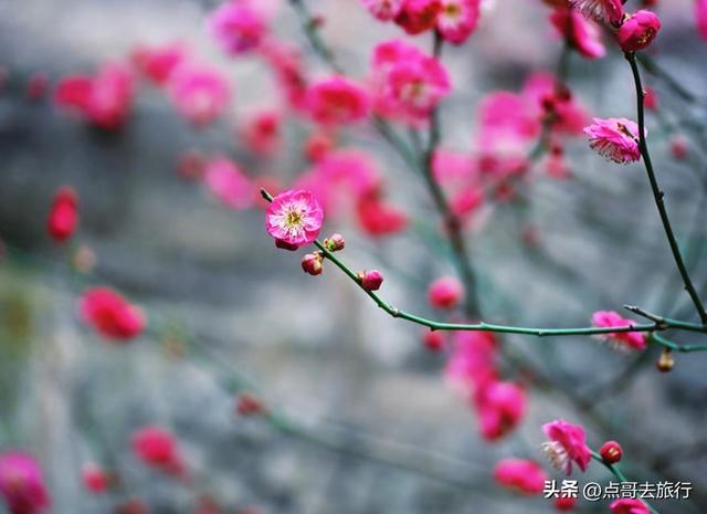 成都唐代园林梅花开了，被严重冷落，红墙青瓦，美到震撼！