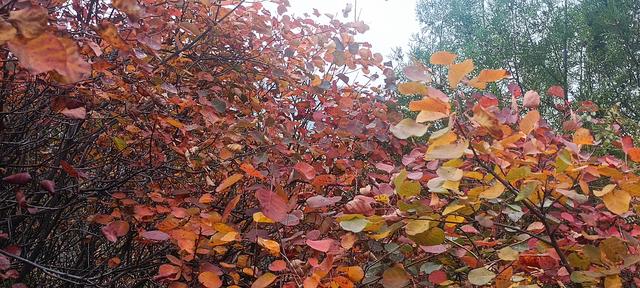 骊山红叶似火 车辆行人如织