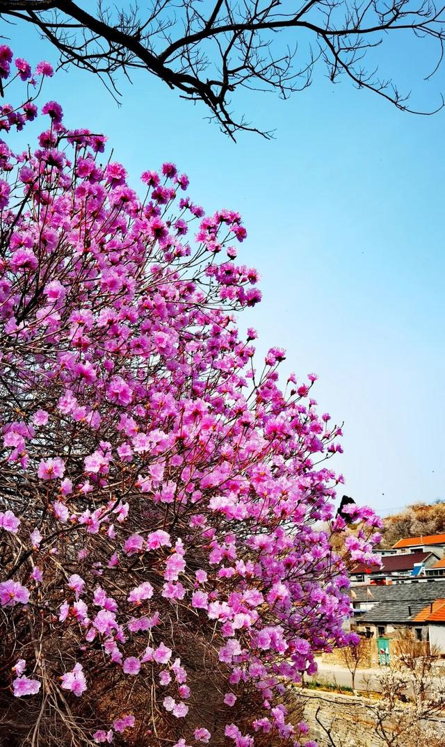 藏不住啦！五莲“兰槿”花火爆全网！