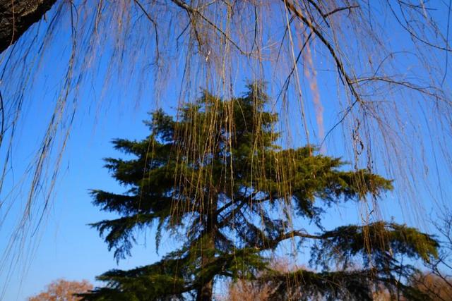开了！开了！来闻一闻广饶2026年的第一缕花香！