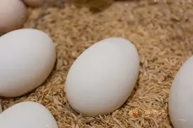 春天吃鹅蛋，真有老话说的那么神？附超香做法！图片
