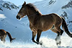 AI生成图片和生成视频的提示词分享图片