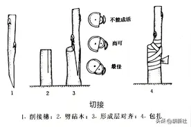 嫁接方法之枝接“秘籍”大公开！手把手教你嫁接成活率翻倍！图片