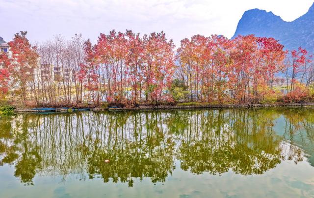 乌桕林“遇见”桂林山水 绘就“青红山水图”