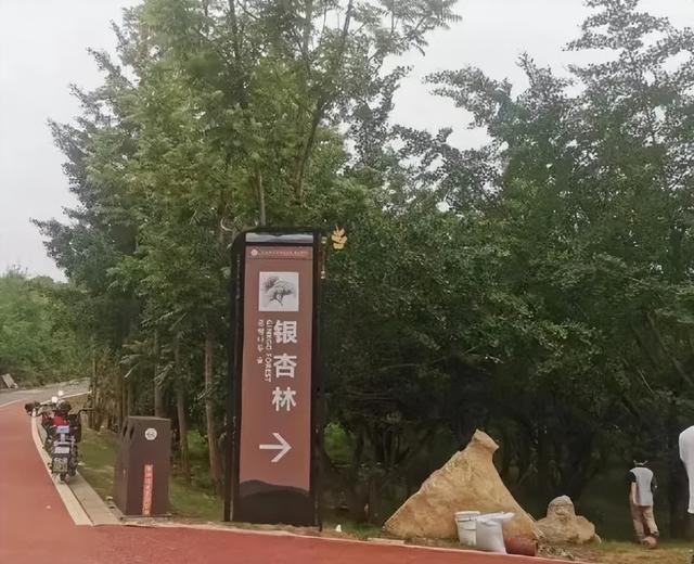 广州出发-清远赏秋2天游，欧家梯田，旅拍银杏林，瑶寨篝火晚会