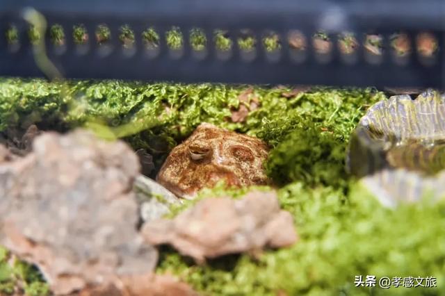 摸爬宠、探魔法，孝感这个一站式遛娃新地标诞生！