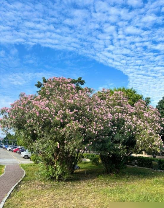 阴花不能进阳宅！这5种花“打死”也不养,家里若有？快挪走！