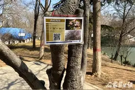公园广场树木佩戴“身份证”啦！石家庄市增设6300余块二维码铭牌推广植物科普图片