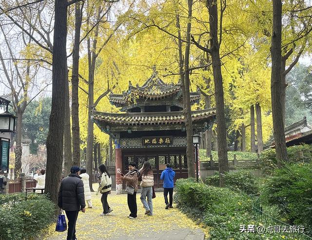 成都市中心最美银杏观赏地，这6处你去过吗？都不要门票！