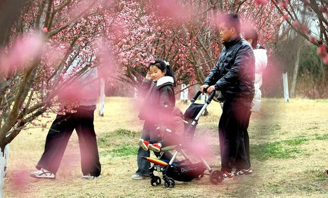 淮阳森林公园 · 梅园——花开正浓，香气四溢