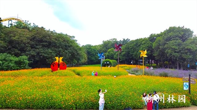 柳州市雀儿山公园硫华菊花海上线
