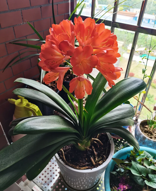 立秋后，6种花进入“危险期”，当心“黄叶”找上门