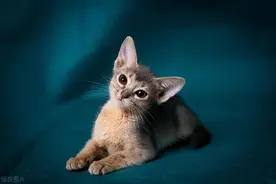 埃及猫（沙漠猫）图片