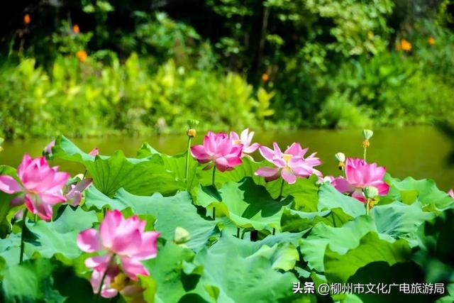 把夏天泡进花海里！前茅公园的浓烈+园博园的清新，快来享用双份“夏日特调”
