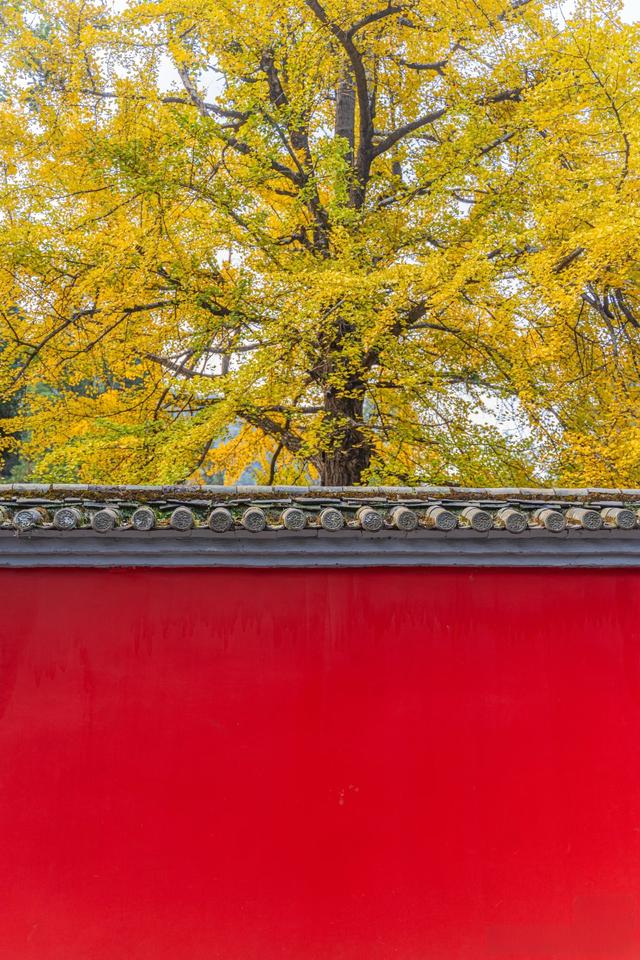 古寺暴击，在禅意中观赏金色银杏叶