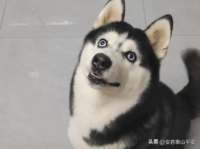 小狗的智商相当于人几岁?真相在这里!
