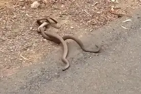 世界最惨毒蛇！世界排名第二拥有致命神经毒！对人却完全无效？图片