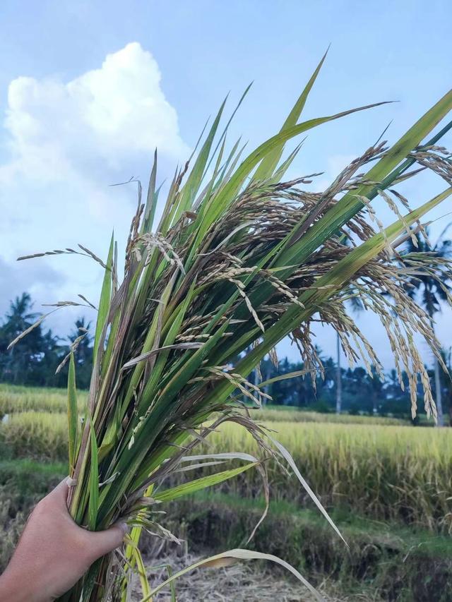 来去如风，骑着摩托穿越印尼爪哇岛乡村