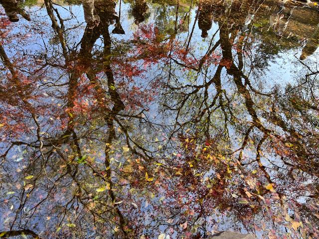 杭州红叶季：桂花之后百花杀，旖旎红叶胜百花。