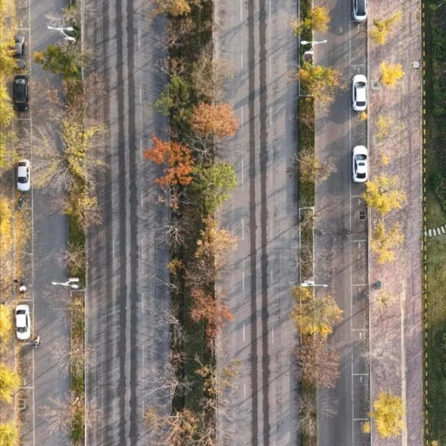 【寻美山东 寻美聊城】聊城阳谷，一树银杏 满城温柔！