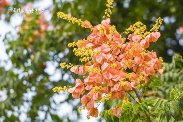 厦门秋季花海上新！红火焰、粉花海、黄金雨、橙灯笼……邂逅9月浪漫~