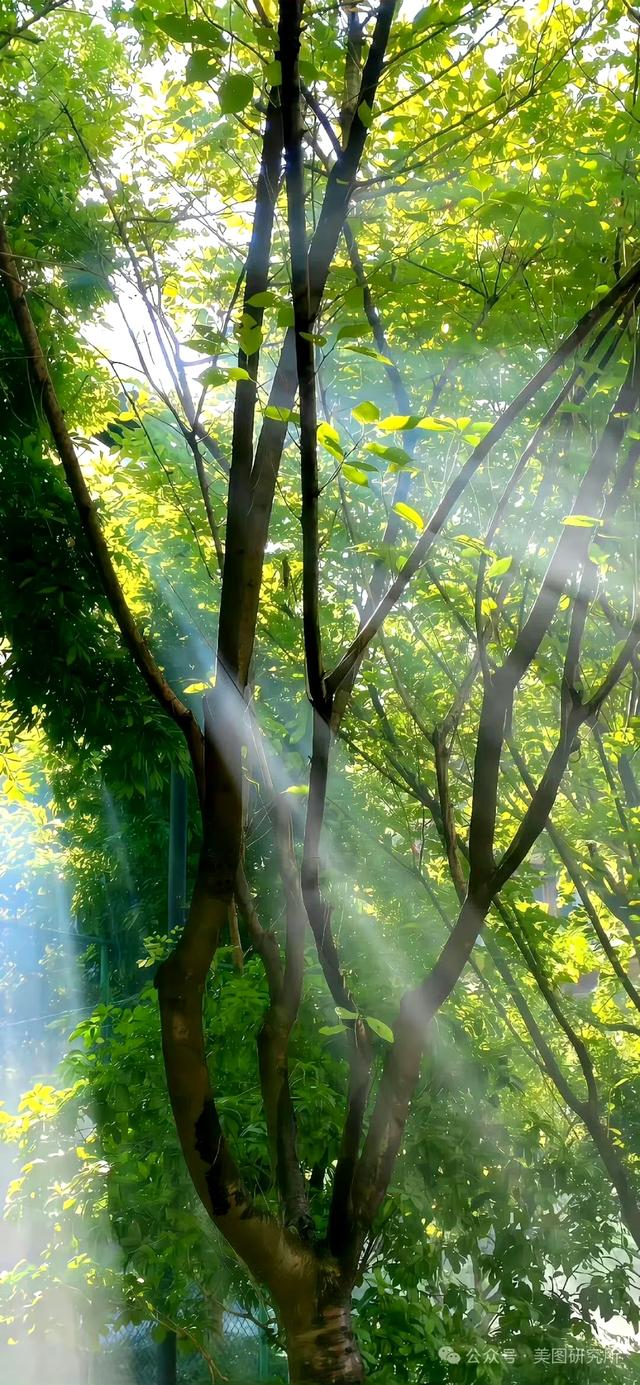 手机壁纸|春意盎然