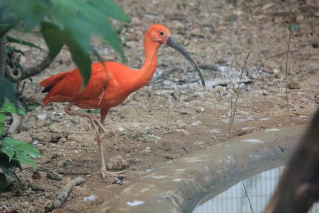 《疯狂动物城》苏州分“城”来啦！