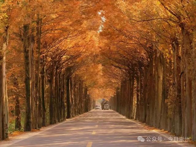 免费又出片！崇州初冬宝藏秘境，美到封神！