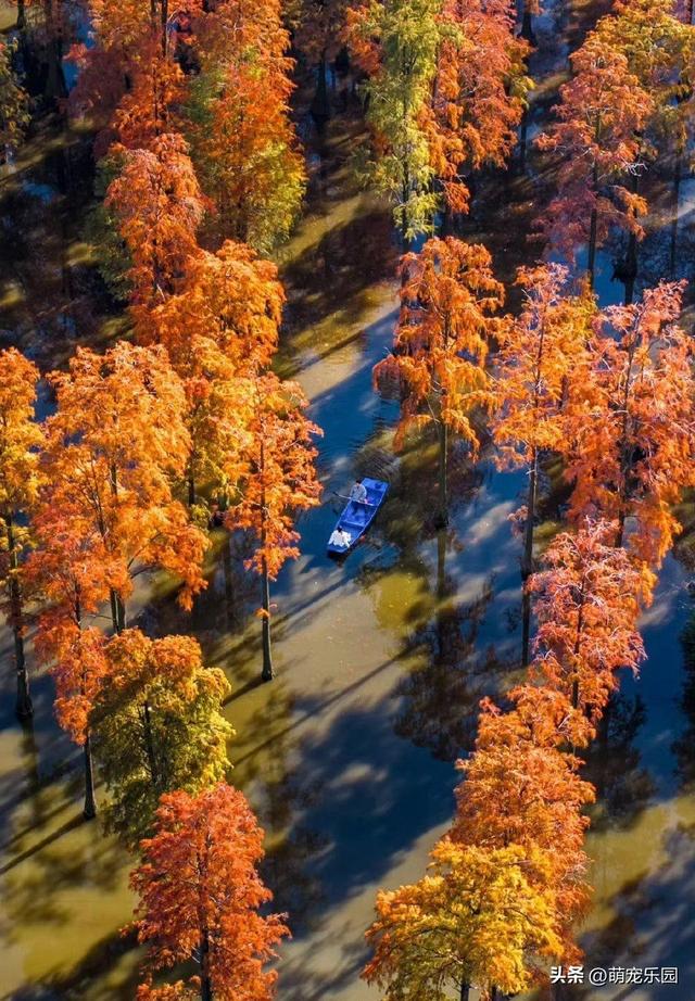 涨渡湖水杉林悄然燃烧，火红倒影美如画，错过再等一年