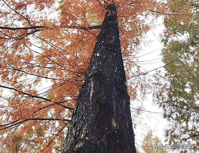 免费！成都府河上的水杉红惊艳来袭，地铁公交车直达！