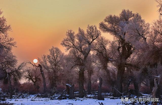 轮台胡杨林雾凇美出圈！这个冬天等你来打卡
