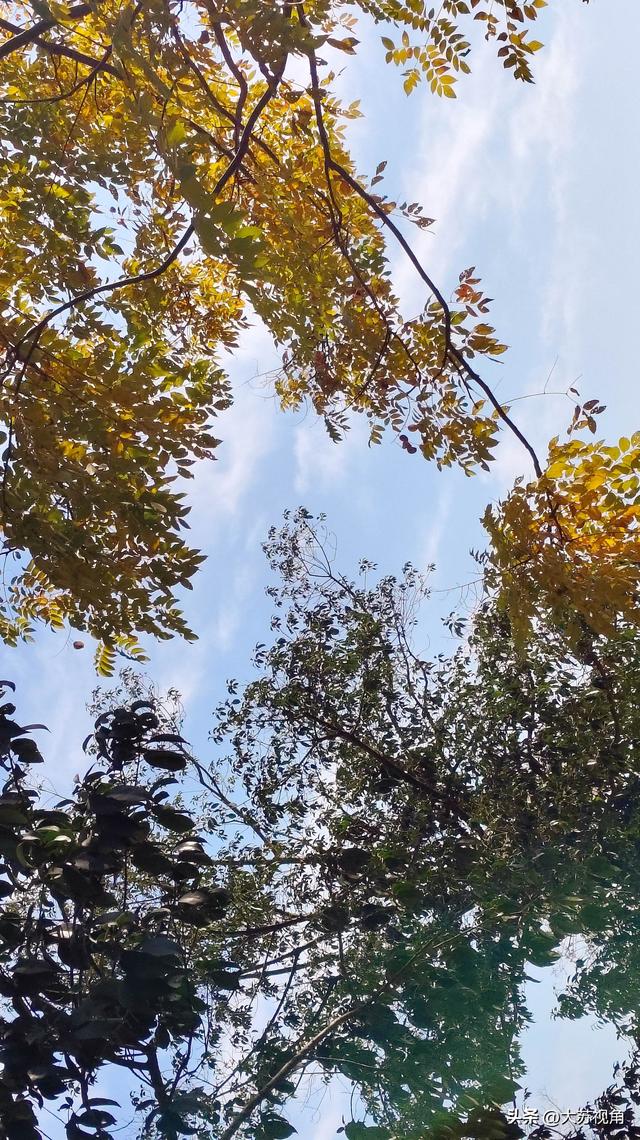 为什么南京年轻人一到秋天就emo？突然慌了“这一年又白过”