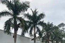 今年首个寒潮预警发布！广州过年气温降至……图片