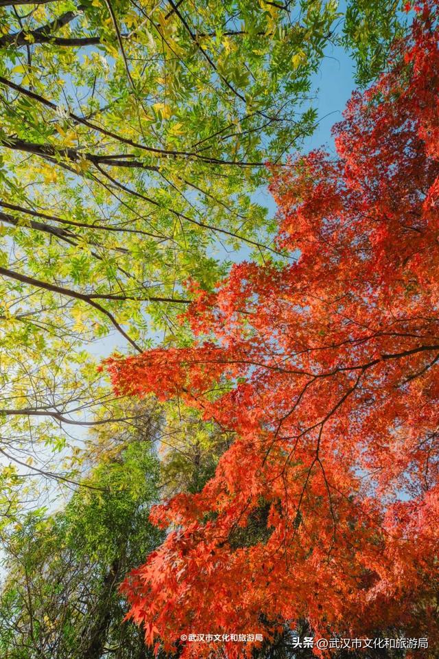 本周，武汉彩叶杀疯了！