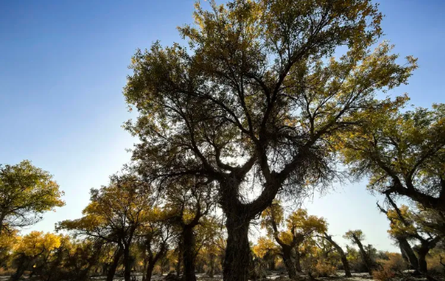 全世界70%的胡杨在这里！