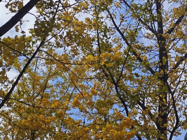 抬头！在寒冷的冬天再欣赏欣赏科院的秋吧