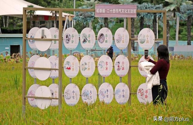 长安公园稻浪黄 都市田园入画来