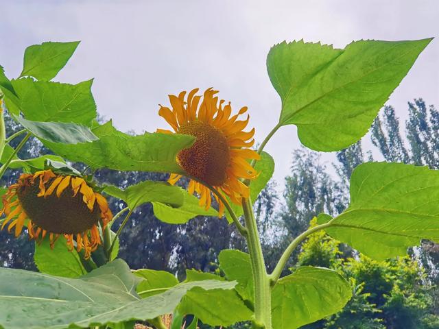 渔夫山寨的虹鳟金鳟鱼