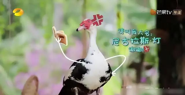 55岁黄磊还能活多久？睡前戴呼吸机，每天一把药，曾被曝有心脏病