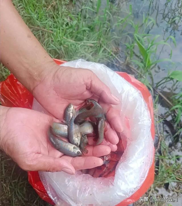 “灭蚊鱼”是外来物种？佛山辟谣