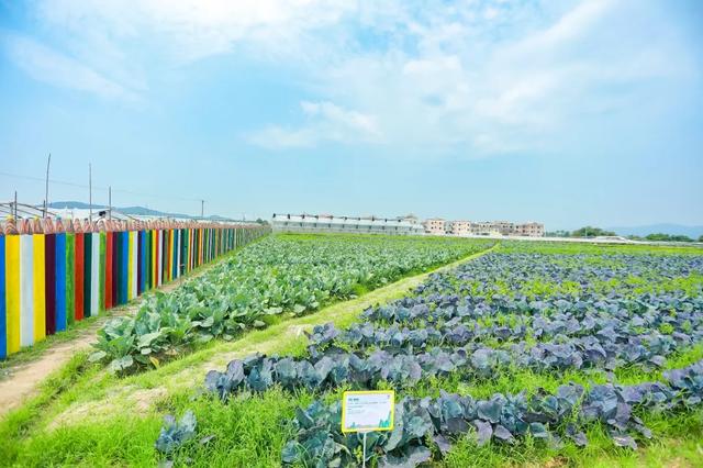 牛耕、捉泥鳅、长桌宴......厦门这片田园,承包你整个夏天的快乐!