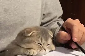 超有聊天欲的高质量头像图片
