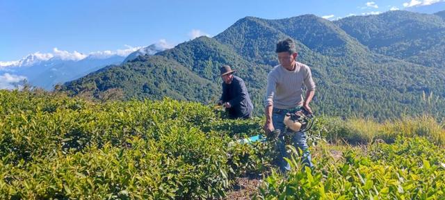 比格林童话更美！墨脱这个村坐拥雪山茶园秘境