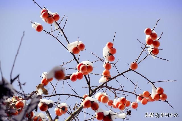 “上午立冬大雪封门，下午立冬单衣过冬”，今年几点立冬？冷冬吗