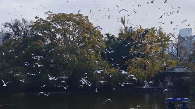 不止大坝！昆明观鸥最全热门+小众点位收录，附核心区交通指南